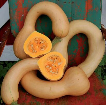 Sviesta ķirbis 'Longue di Nice'